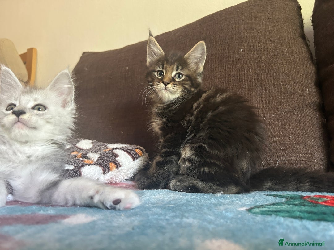 Maine Coon gatti in vendita: Maine Coon pedigree Anfi a Provincia di Modena - Immagine 9