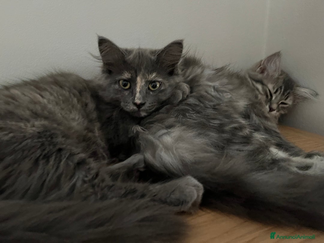 Siberiano gatti in vendita: Gatti siberiani  a Provincia di Biella - Immagine 34