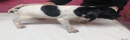 Pointer cani in vendita: POINTER INGLESE - Annuncio 2