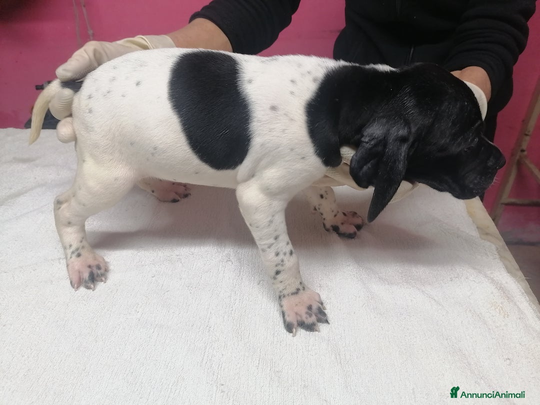 Pointer cani in vendita: POINTER INGLESE - Annuncio 2