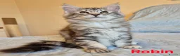 Siberiano gatti in vendita: gattini siberiani  - Annuncio 5