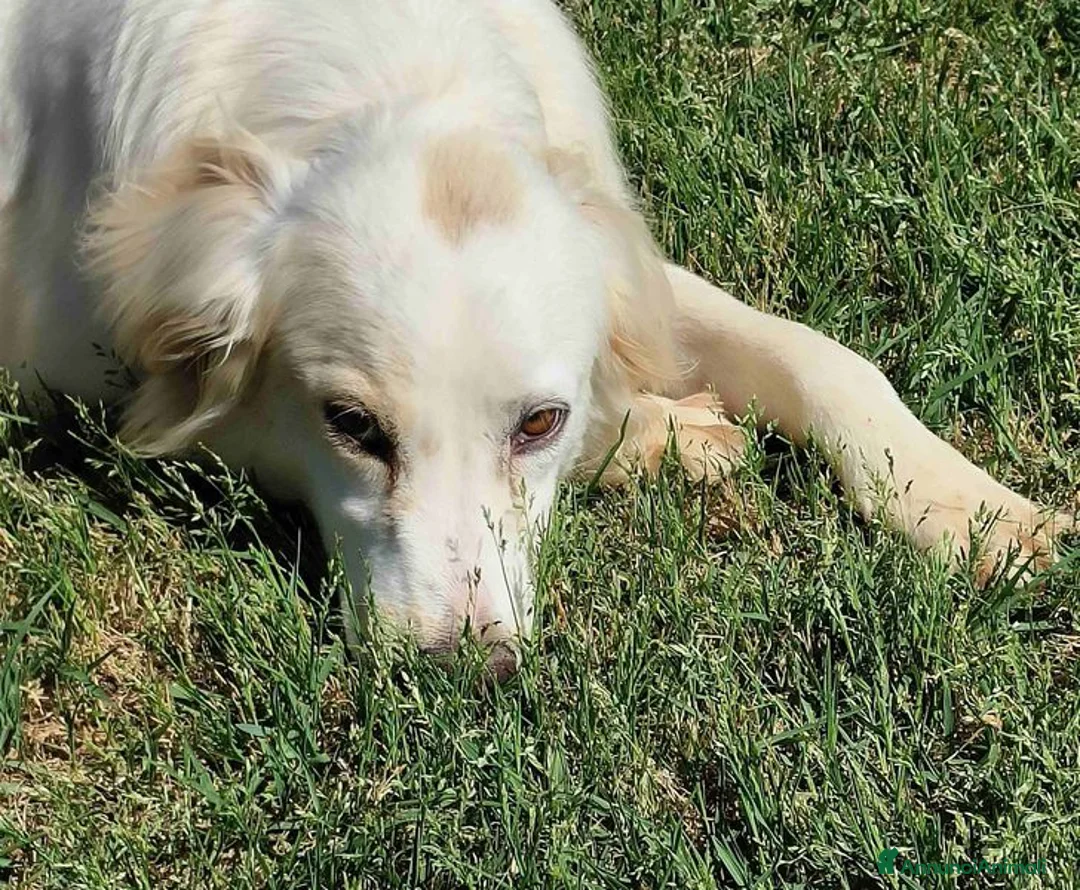 Breton cani in regalo: Dolce Fish, piccolo bretoncino/golden - Annuncio 1