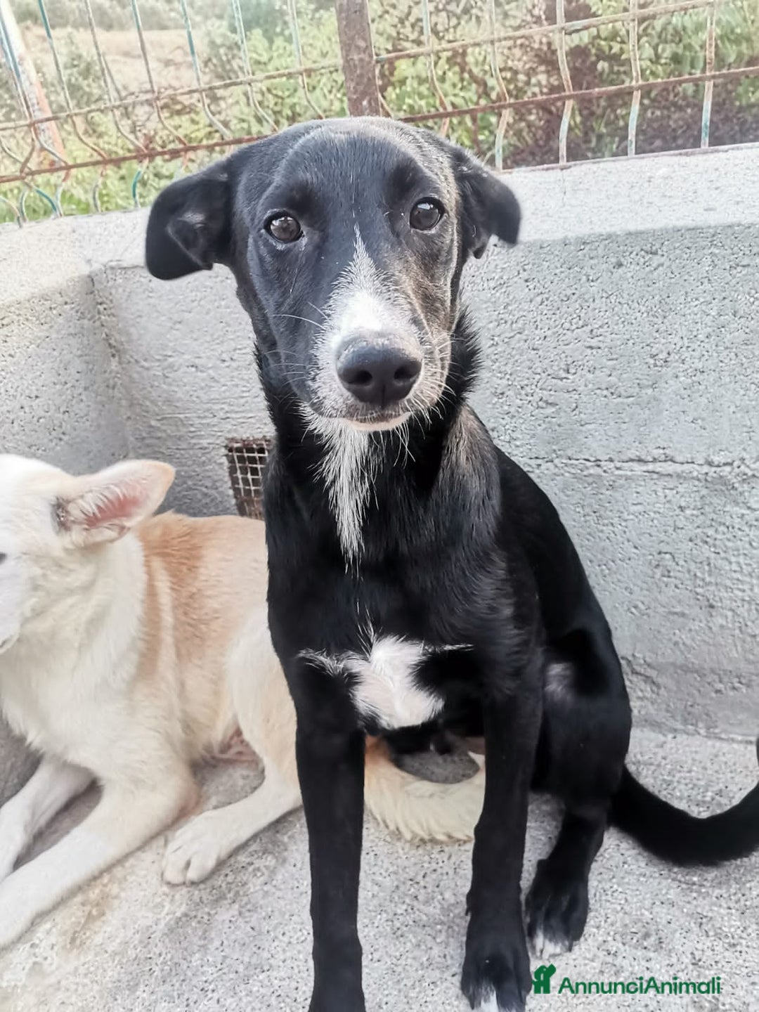 Altre razze cani in regalo: RAYAN - Annuncio 4