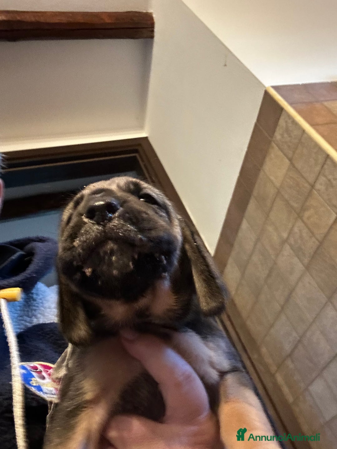 Bloodhound cani in vendita: Cuccioli Bloodhound-Chien de St. Hubert - Annuncio 5