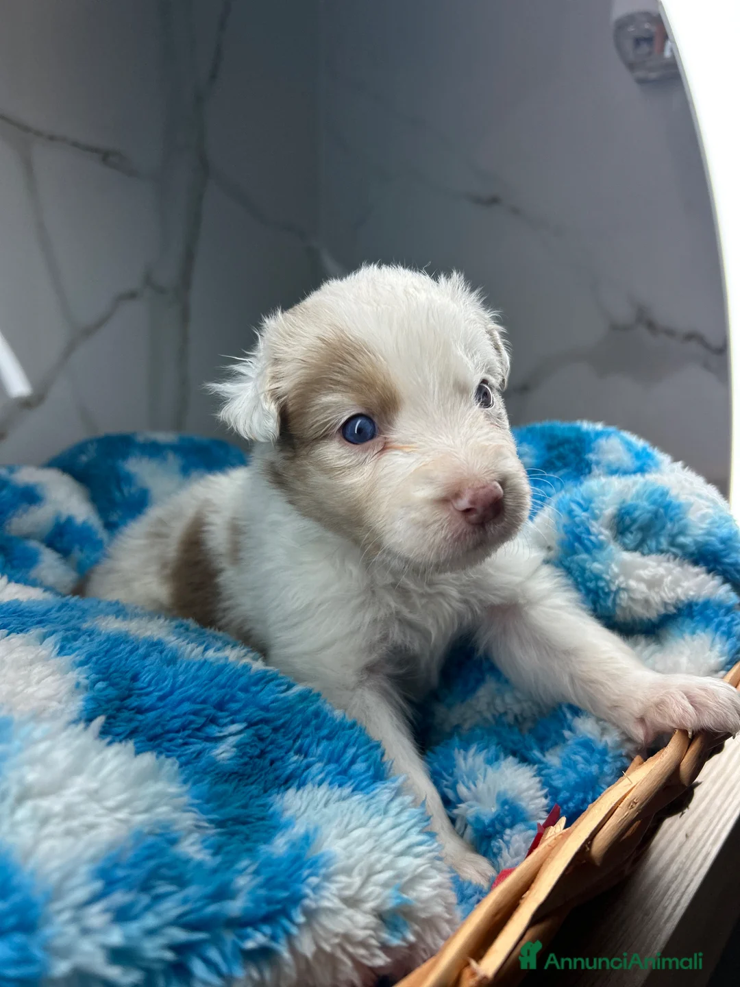 Australian Shepherd cani in vendita: Cuccioli pastore australiano  a Provincia di Padova - Annuncio 1