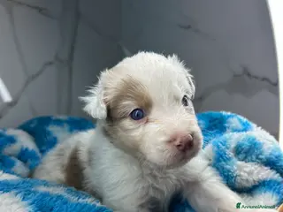Australian Shepherd cani Cuccioli pastore australiano - Annuncio 10