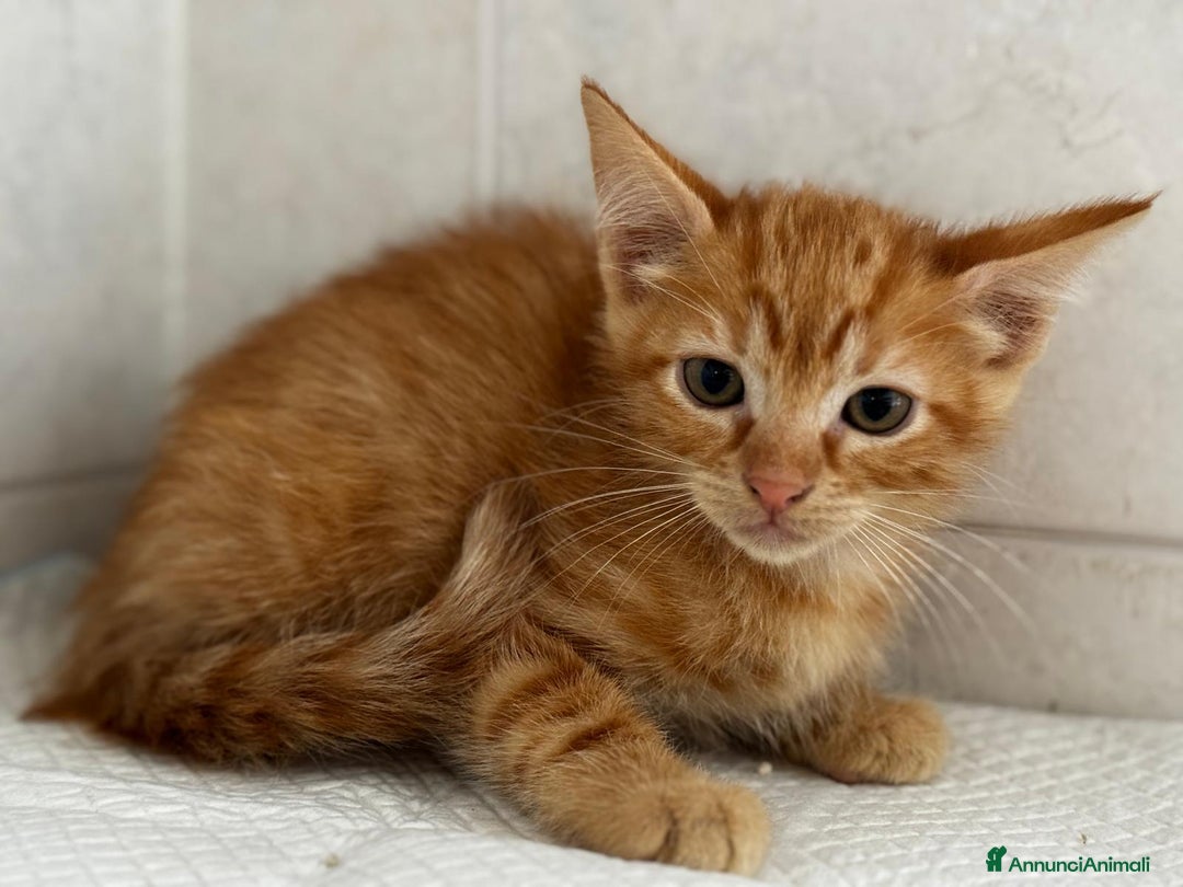 Altre razze gatti in regalo: I piccoli rossi cercano casa  a Città metropolitana di Roma Capitale - Annuncio 2