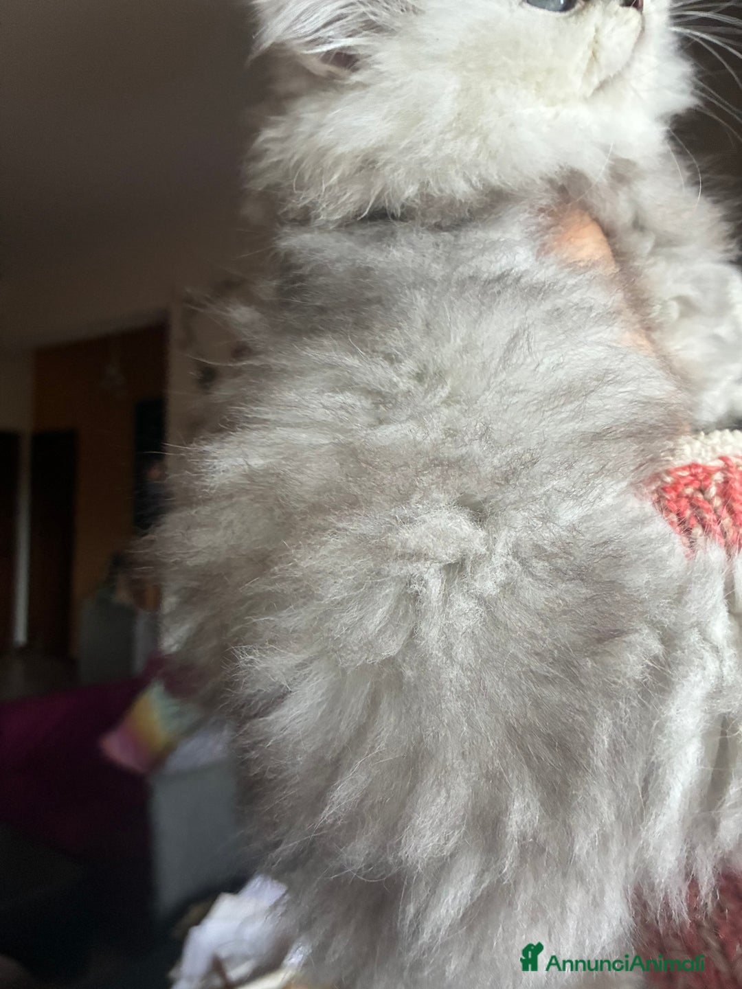 Persiano gatti in vendita: Persiano chincilla  - Annuncio 9