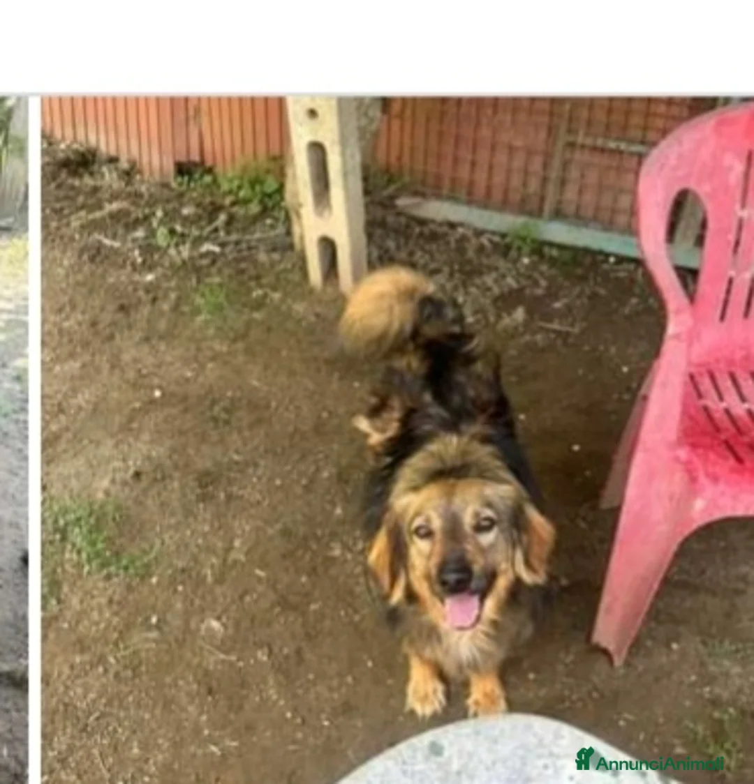 Meticcio cani in regalo: 4anni splendido manto aspetta casa da sempre!NAPOL a Città Metropolitana di Milano - Annuncio 7