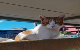 Europeo gatti in regalo: dolce pepe in regalo a Città metropolitana di Catania - Immagine 4