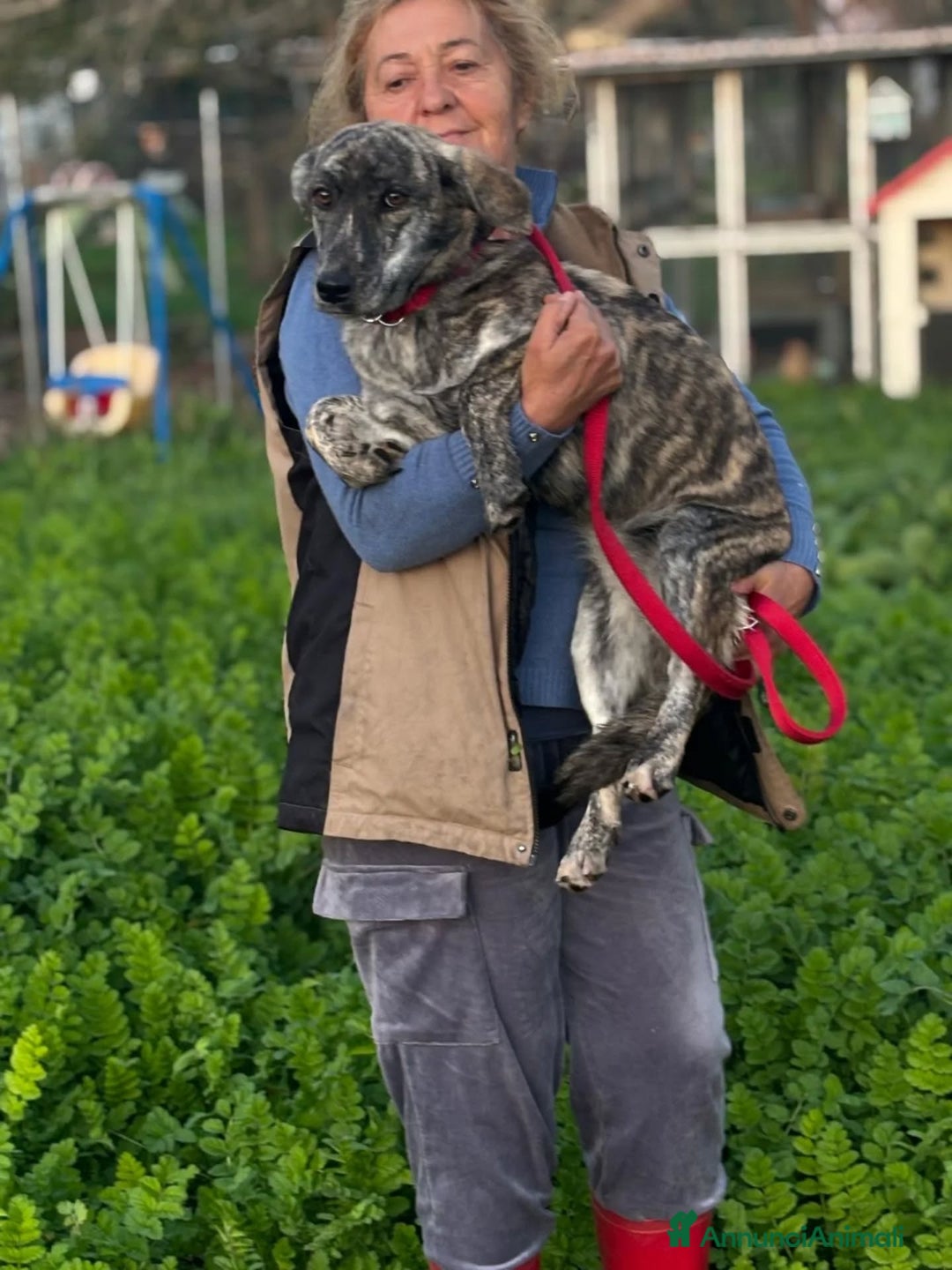 Meticcio cani in regalo: Tigrotta cucciola taglia medio piccola cerca casa - Annuncio 4
