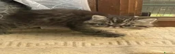 Persiano gatti in vendita: exotic shortaire maschio - Annuncio 5