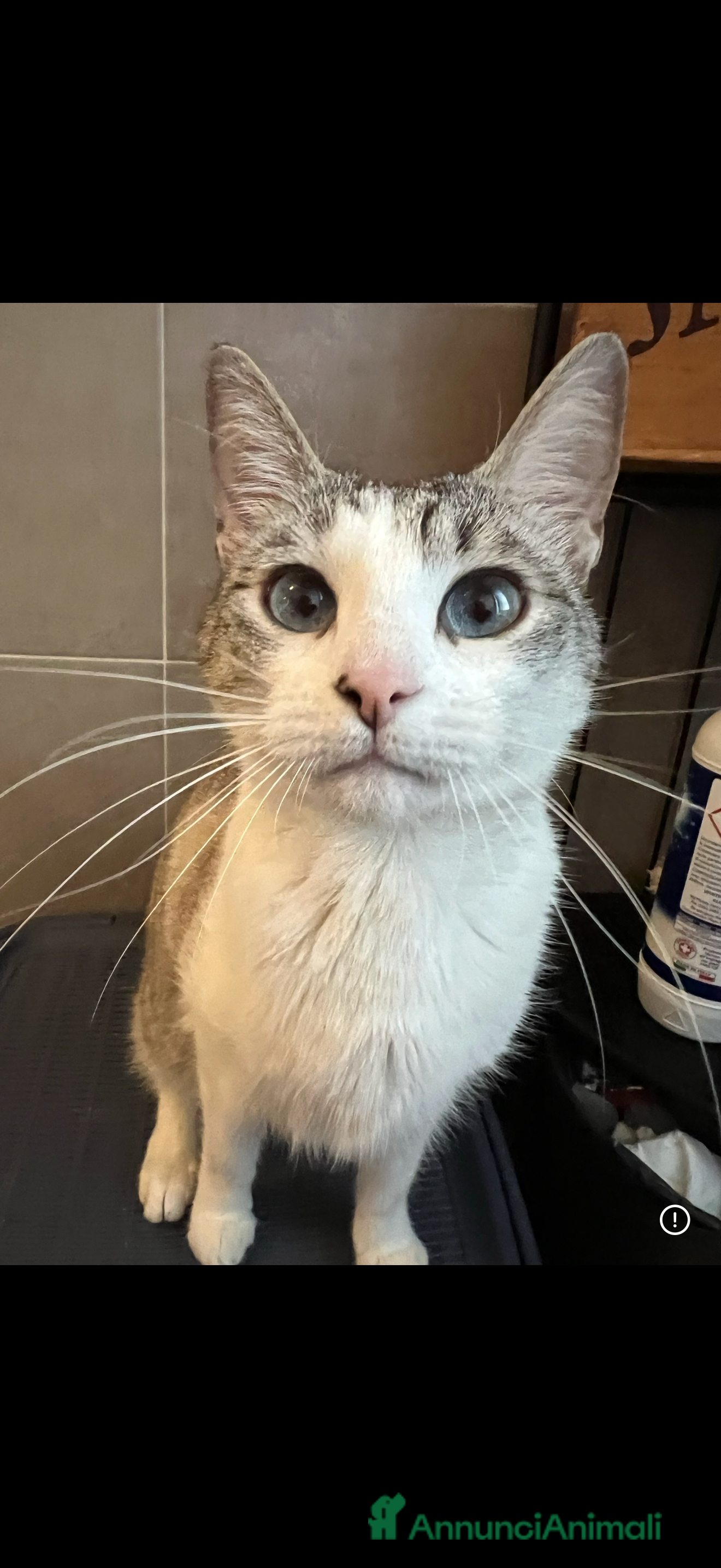 Meticcio gatti Gatti in adozione  - Annuncio 19