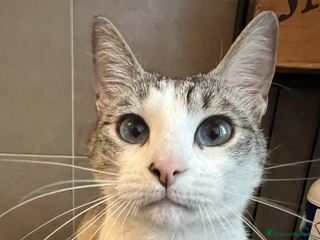 Meticcio gatti Gatti in adozione - Annuncio 19