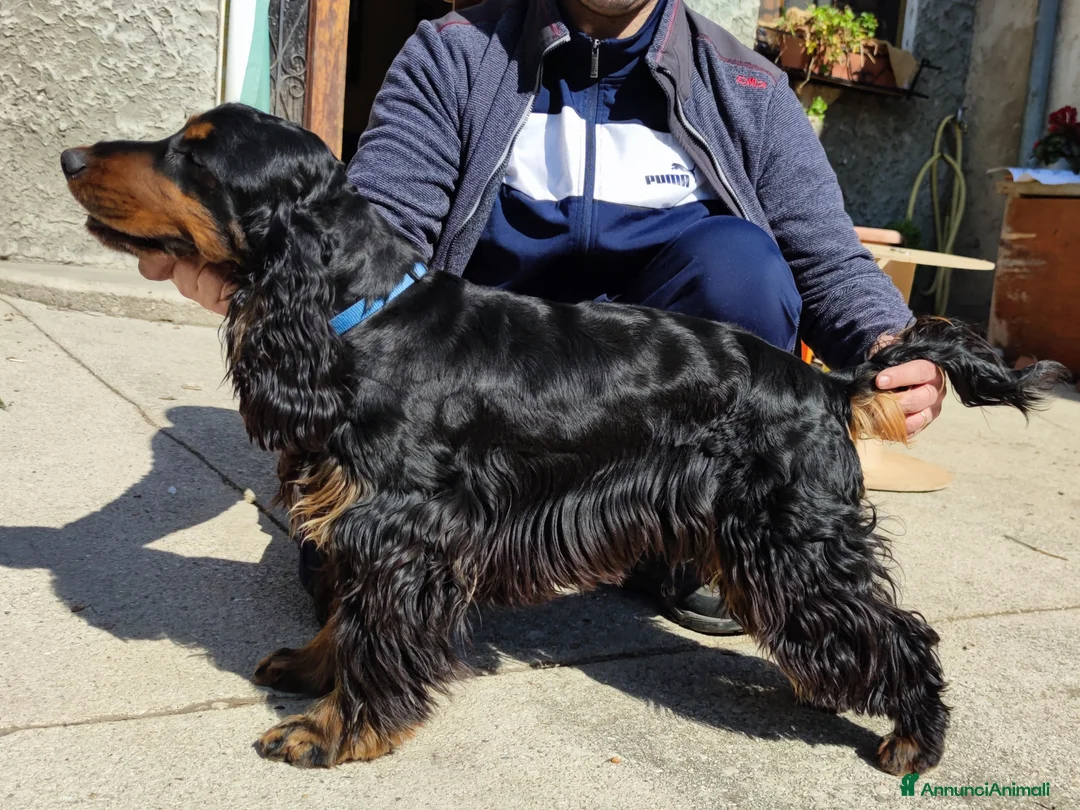Cocker cani per accoppiamento: Cocker Nero Focato a Provincia di Vicenza - Annuncio 6