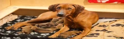 Rhodesian Ridgeback cani in vendita: Wid Gees Litter - Annuncio 7