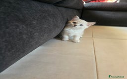 Scottish gatti in vendita: Dolcissimo scottish fold e straight  a Provincia di Brescia - Immagine 16