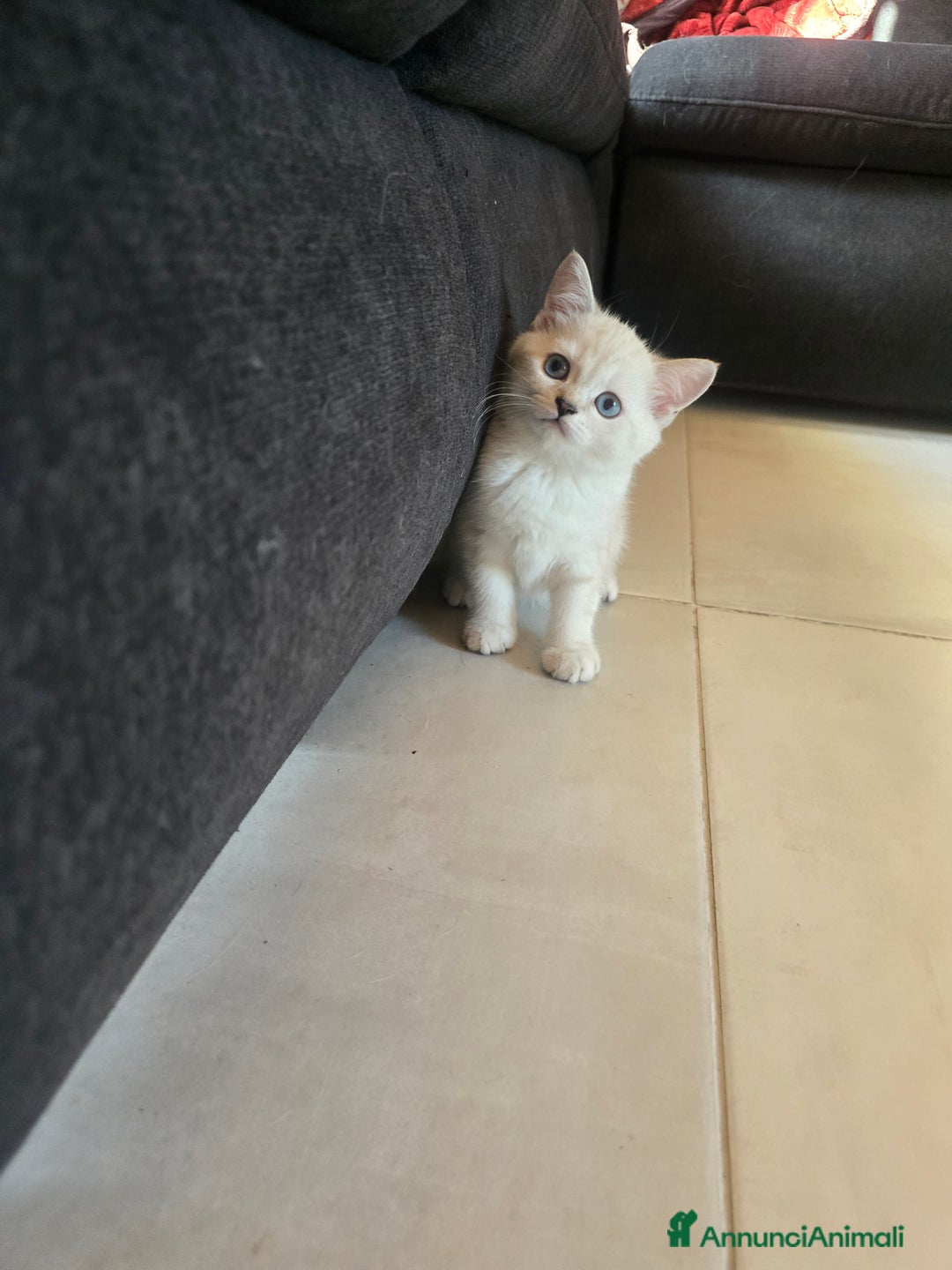 Scottish gatti in vendita: Dolcissimo scottish fold e straight  a Provincia di Brescia - Immagine 16