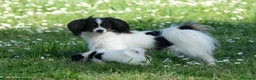Papillon cani in vendita: Piccola femminuccia di Phalène - Annuncio 4