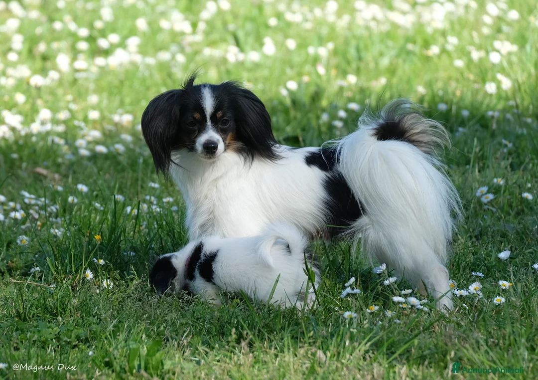 Papillon cani in vendita: Piccola femminuccia di Phalène - Annuncio 4