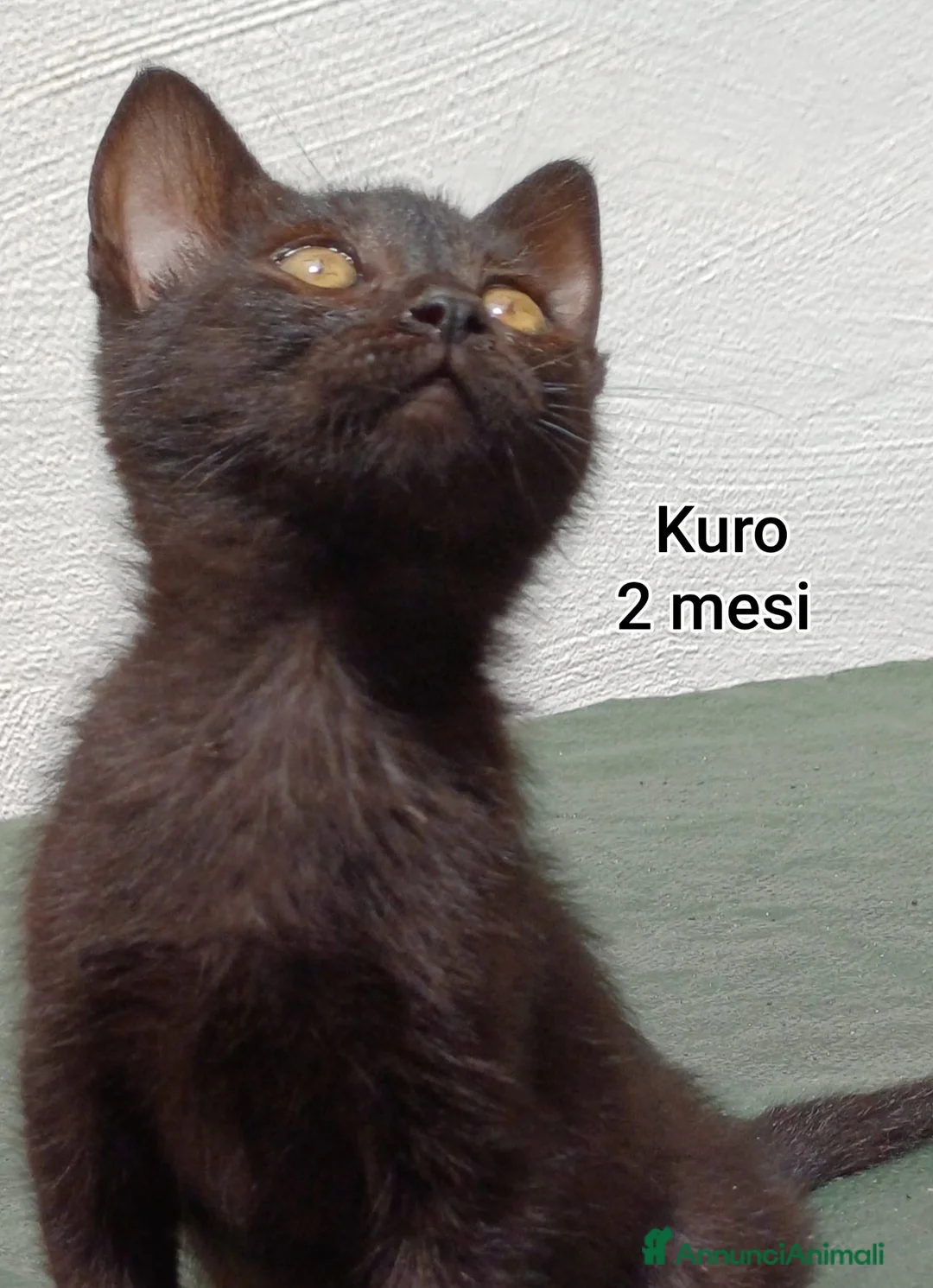 Altre razze gatti in regalo: MICINI, URGENTE! TEMPO SCADUTO  a Provincia di Arezzo - Annuncio 2
