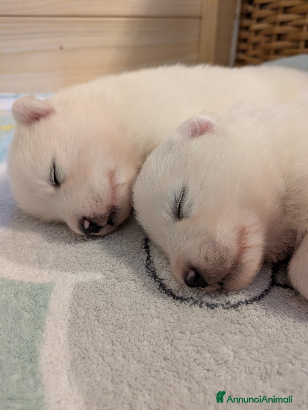 Samoiedo cani in vendita: Cuccioli di Samoiedo - Annuncio 16