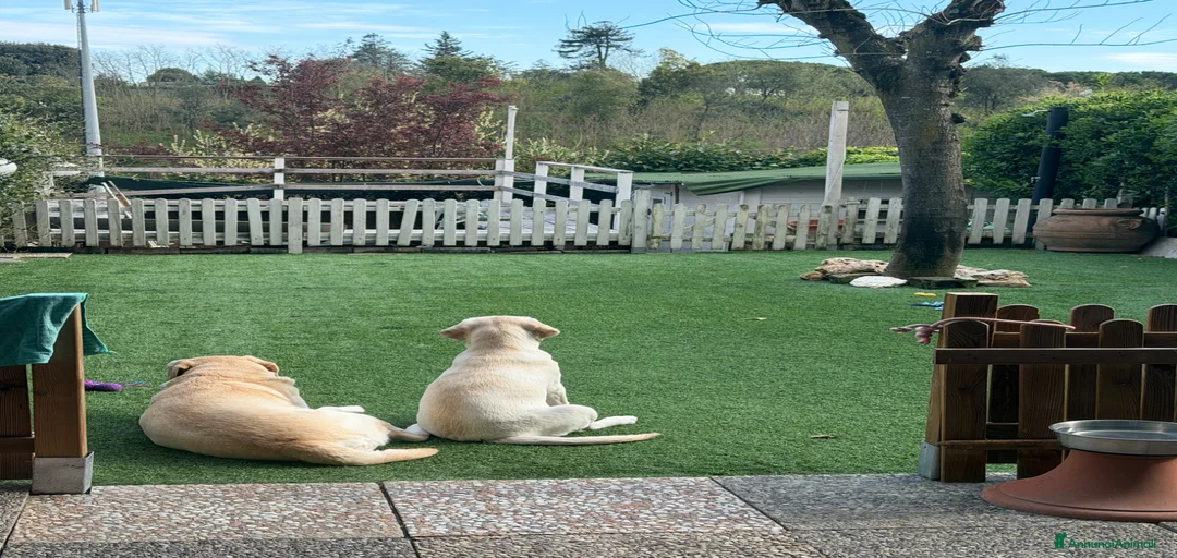 Immagine della galleria {{count}}