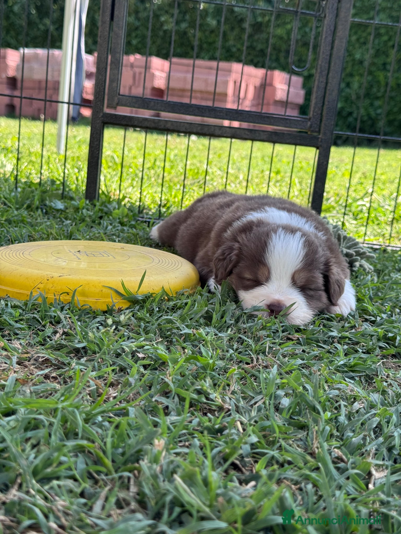 Australian Shepherd cani Disponibili cuccioli di Pastore Australiano - Annuncio 6