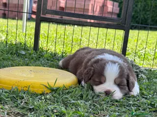 Australian Shepherd cani Disponibili cuccioli di Pastore Australiano - Annuncio 6