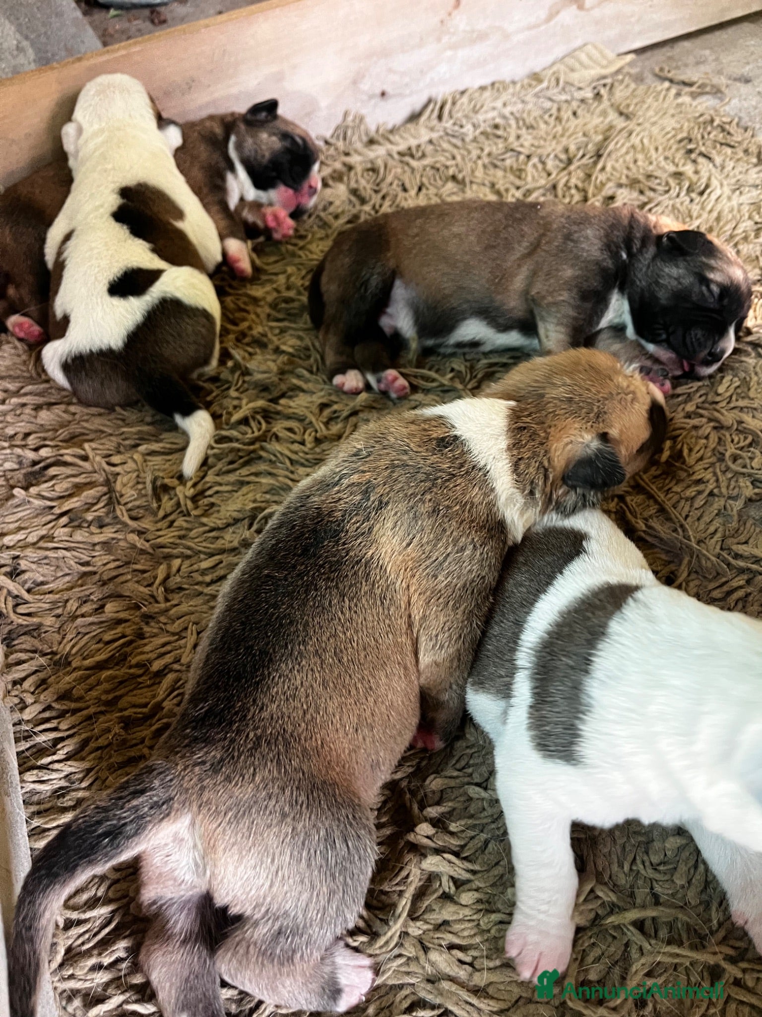 Meticcio cani Regalo cuccioli - Annuncio 2