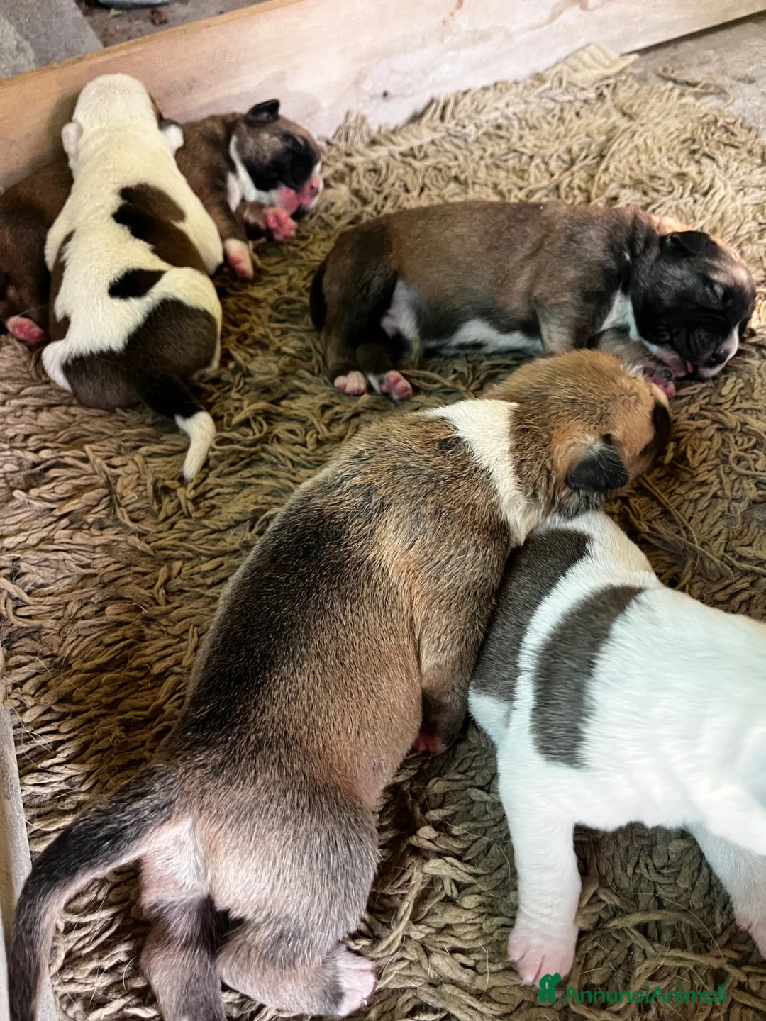 Meticcio cani in regalo: Regalo cuccioli - Annuncio 1