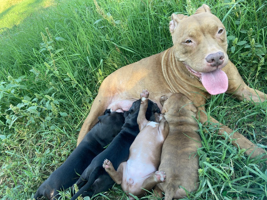 Pitbull cani in vendita: Cuccioli di pitbull adba - Annuncio 8