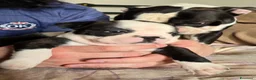 Boston Terrier cani in vendita: Cuccioli di Boston Terrier con Pedigree ENCI a Provincia di Ascoli Piceno - Annuncio 2