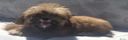 Shihpoo cani in vendita: Shitzu - Annuncio 3
