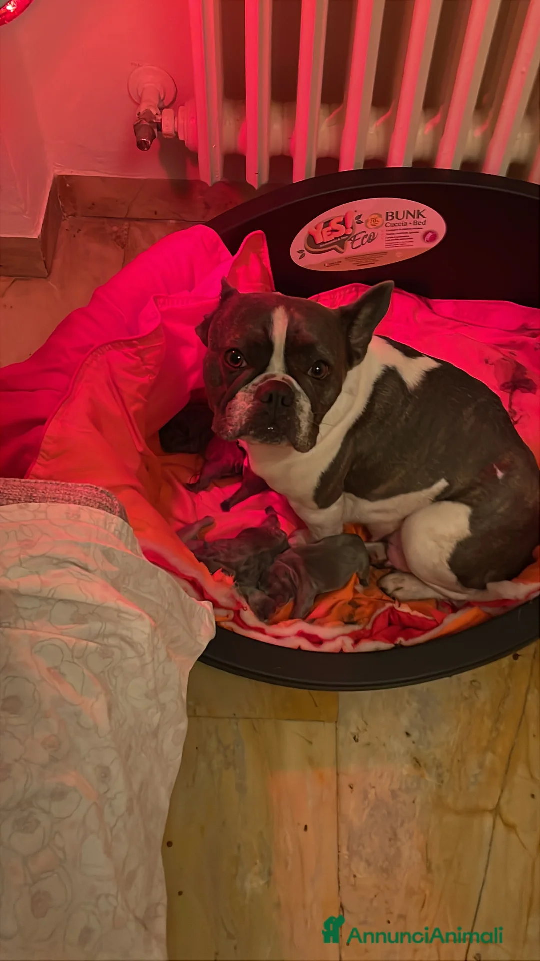 Bulldog Francese cani in vendita: CUCCIOLI BULLDOG FRANCESE - Annuncio 2