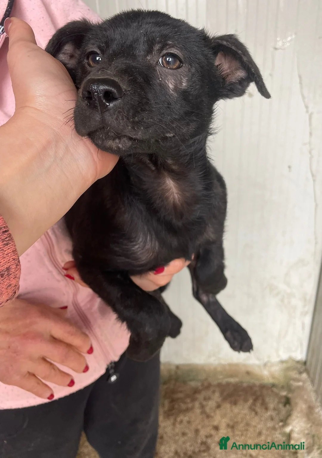 Meticcio cani in regalo: IL TENERISSIMO ALVIN - Annuncio 2