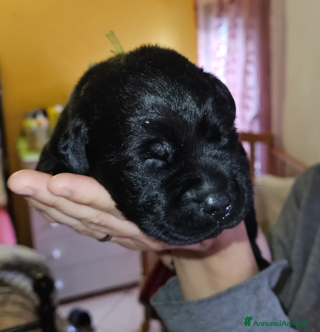 Labrador cani in vendita: Cucciolo labrador Retriever nero - Annuncio 3