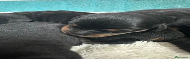 Rottweiler 2