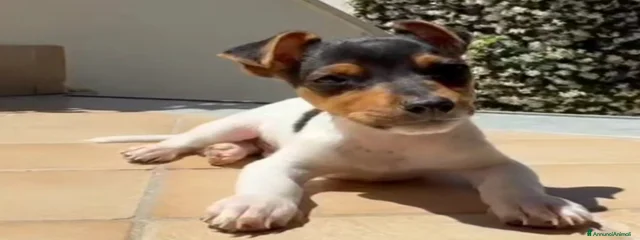 Milo