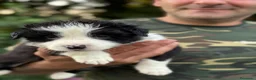 Border Collie cani in vendita: Cuccioli di border collie a Provincia di Pistoia - Annuncio 6