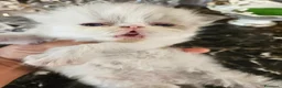Persiano gatti in vendita: Gatto persiano  - Annuncio 11