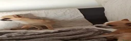 Chihuahua cani in vendita: Cuccioli di chiwuawua  a Libero consorzio comunale di Siracusa - Annuncio 4
