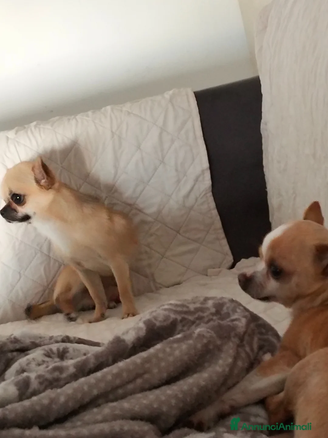 Chihuahua cani in vendita: Cuccioli di chiwuawua  a Libero consorzio comunale di Siracusa - Annuncio 4
