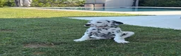 Dalmata cani in vendita: Dalmata a Provincia di Forlì-Cesena - Annuncio 4
