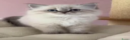 Ragdoll gatti in vendita: Bellissimi cuccioli di ragdoll - Annuncio 2