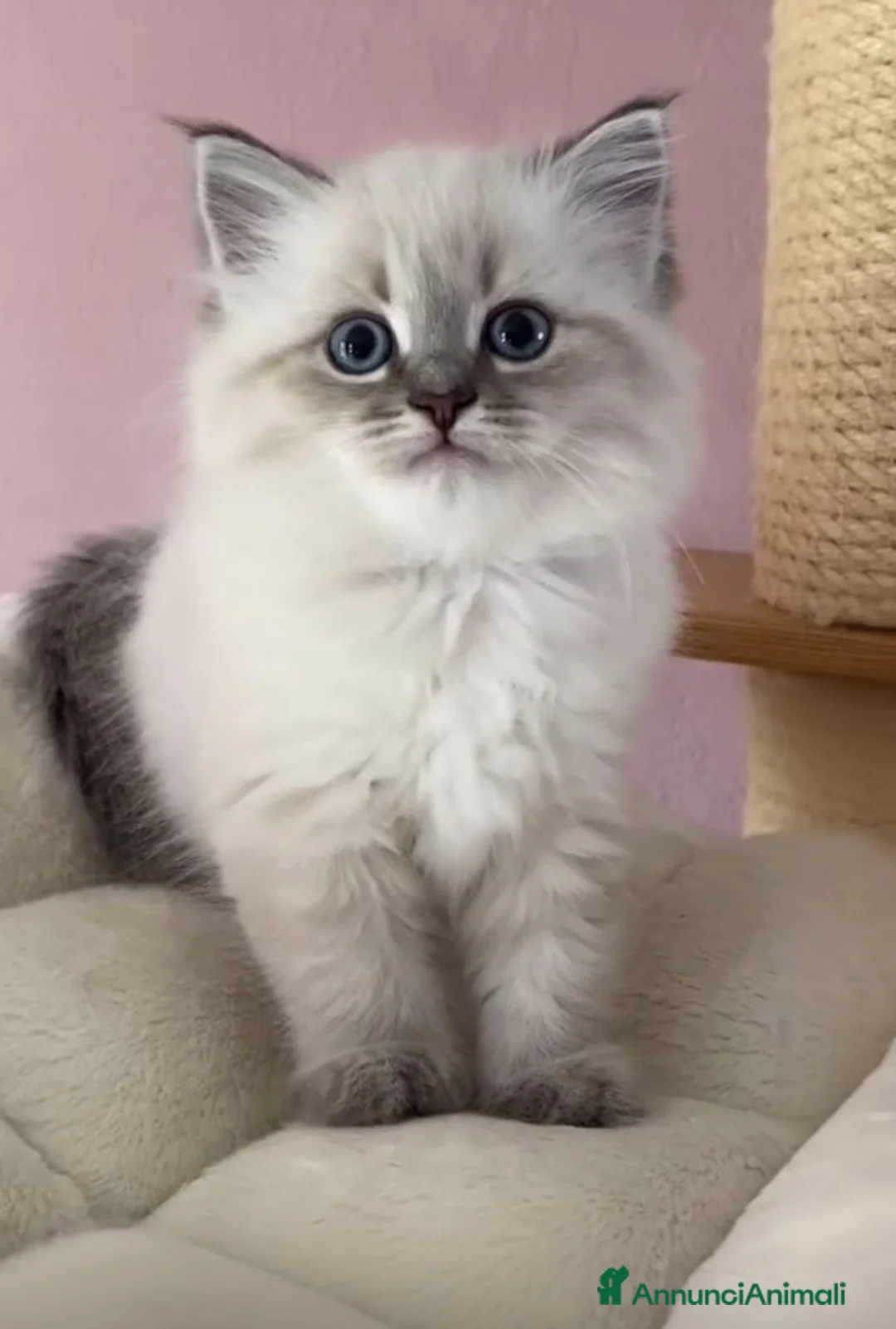 Ragdoll gatti in vendita: Bellissimi cuccioli di ragdoll - Annuncio 2