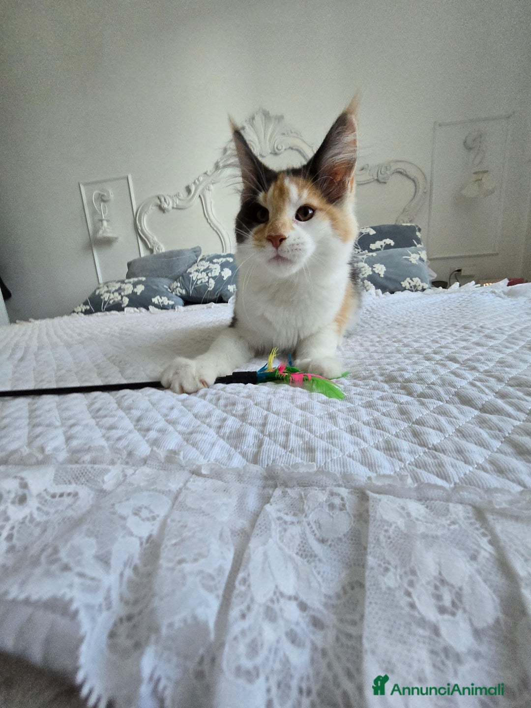 Maine Coon gatti in vendita: Cucciola di maine coom - Annuncio 5