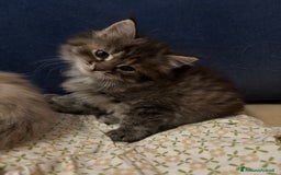 Siberiano gatti in vendita: Gattini siberiani ipoallergenici - Annuncio 2