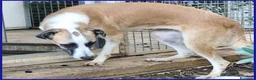Meticcio cani in regalo: NORMA giovane timidina - Annuncio 7