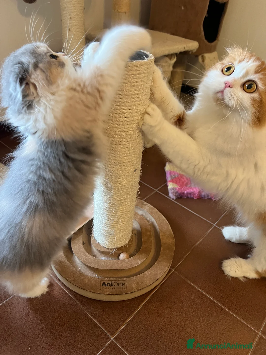 Immagine della galleria {{count}}